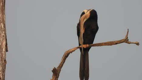 anhinga in tree - relaxing - eyes