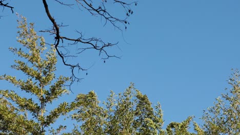 tree branches moving against a clear blue sky