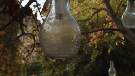 Garden-bulbs-hanging-on-a-tree-on-a-late-November-day