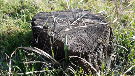 old tree stump in a sunny garden with green grass.