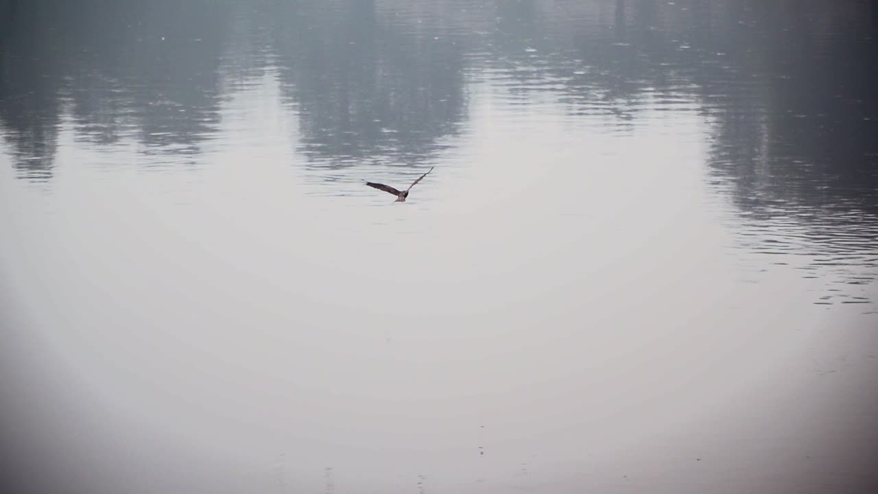 시끄럽고 오염된 강의 서 있는 물 위로 날아가는 검은 연, 슬로우 모션 샷