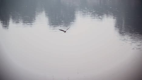 black kites flying over the standing water of the noisy and polluted river, slow motion shot
