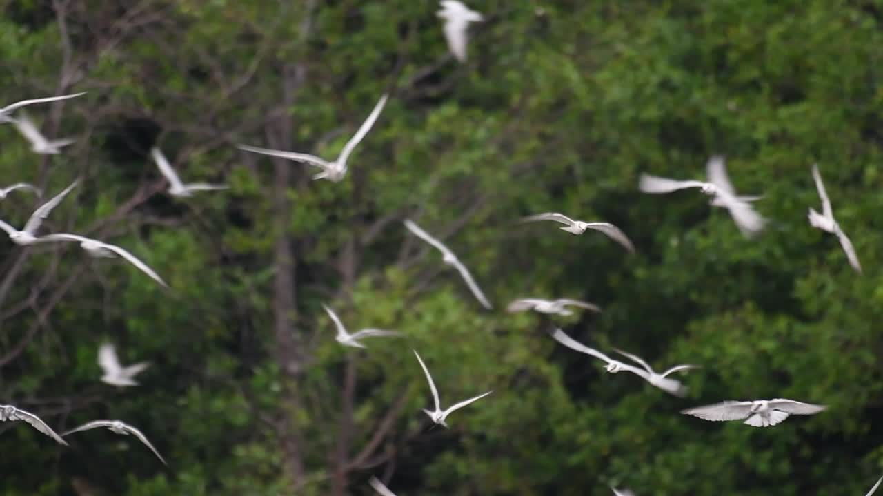제비갈매기는 전 세계 바다, 강 및 기타 더 넓은 수역에서 볼 수 있는 바닷새입니다.