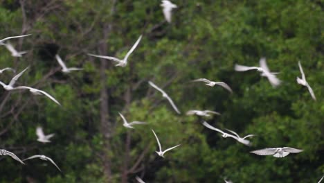 Seeschwalben-Sind-Seevögel,-Die-Auf-Der-Ganzen-Welt-Im-Meer,-In-Flüssen-Und-Anderen-Größeren-Gewässern-Zu-Finden-Sind