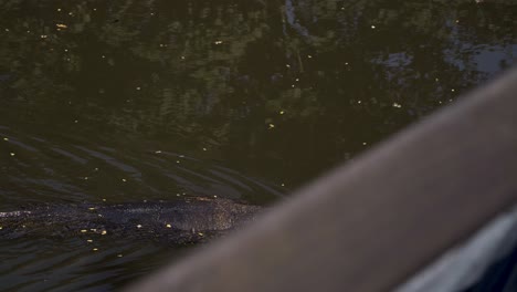 Lagarto-Monitor-De-Agua-Asiático-Nadando-En-El-Arroyo-En-La-Reserva-De-Humedales-Sungei-Buloh,-Singapur