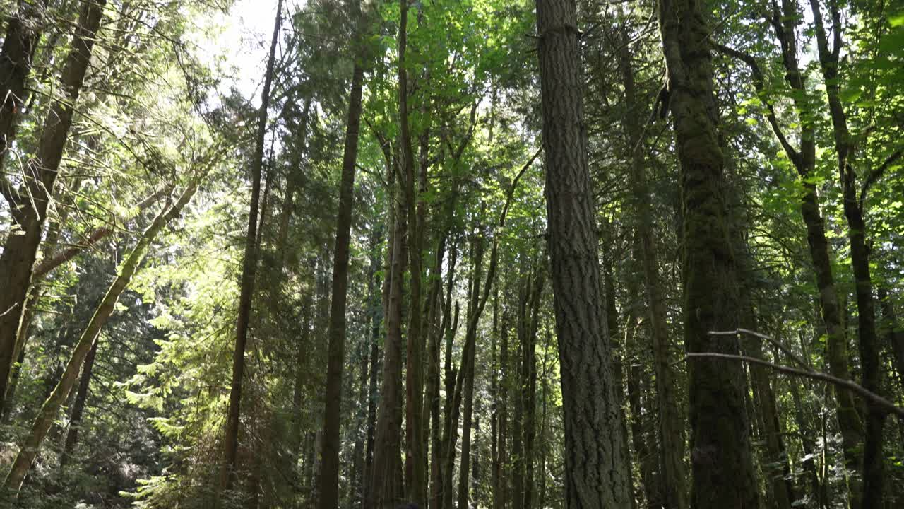 Ripresa di un albero nel bosco con panoramica verso il basso su una ragazza che cammina su un sentiero.