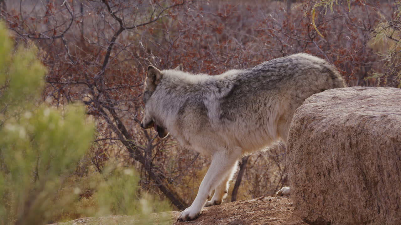 el lobo comiendo en cámara lenta