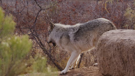 Wolf-Frisst-In-Zeitlupe