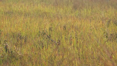 Sambar,-Rusa-unicolor,-Thailand