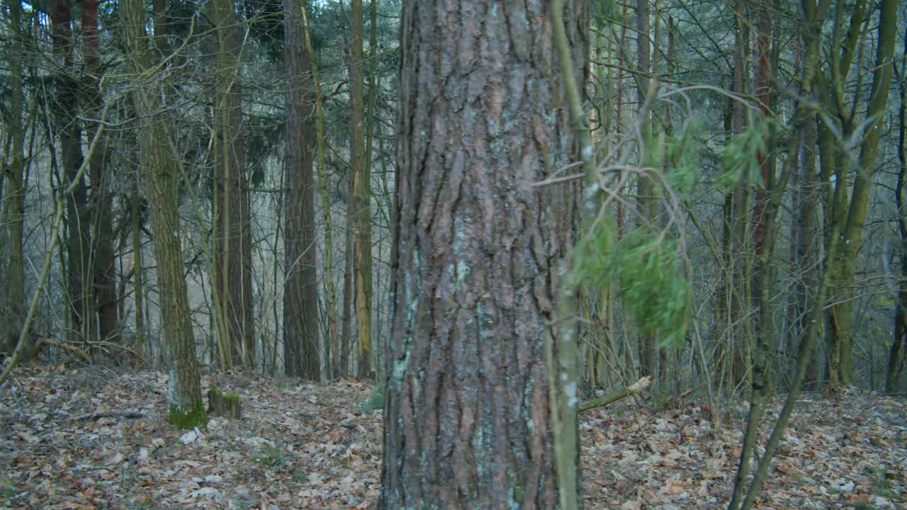 bosque de mal humor en una colina en un día nublado