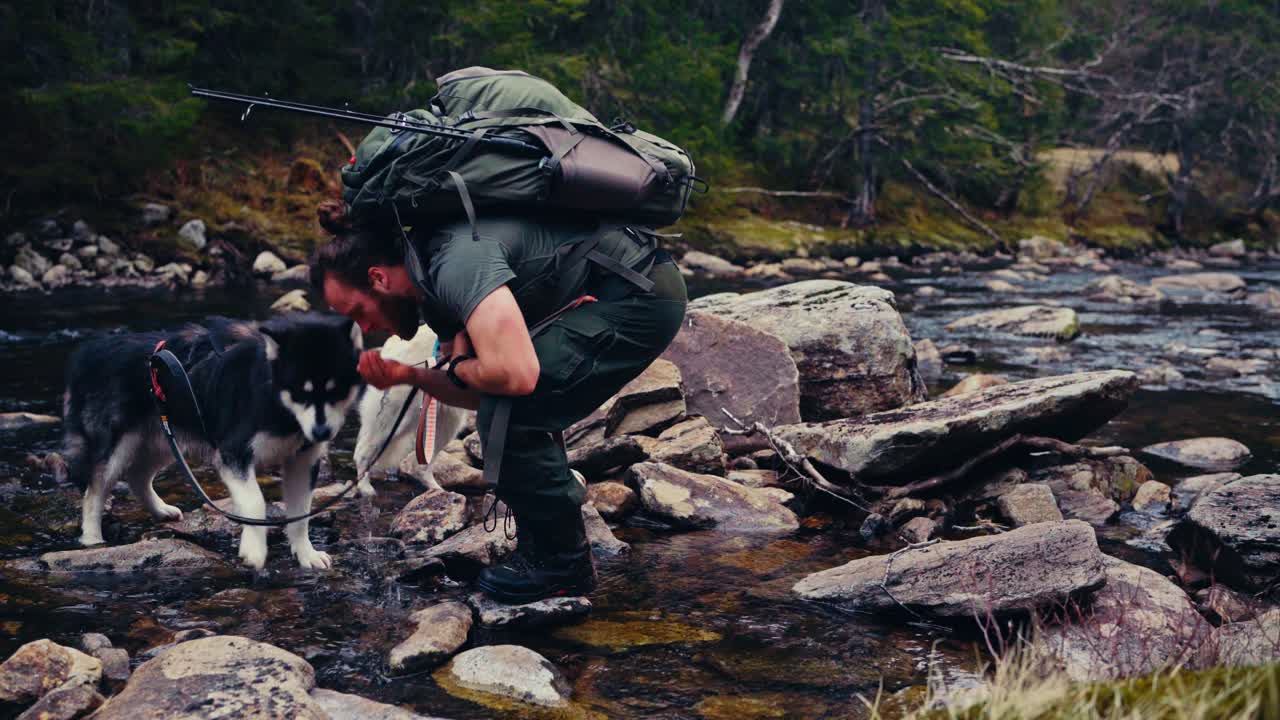 Hiker With His Dogs Drinking Fresh And Cold Water In The River. - wide shot