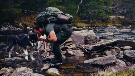 hiker with his dogs drinking fresh and cold water in the river. - wide shot