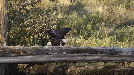 Majestic-bald-eagle-steps-of-tree-into-flight