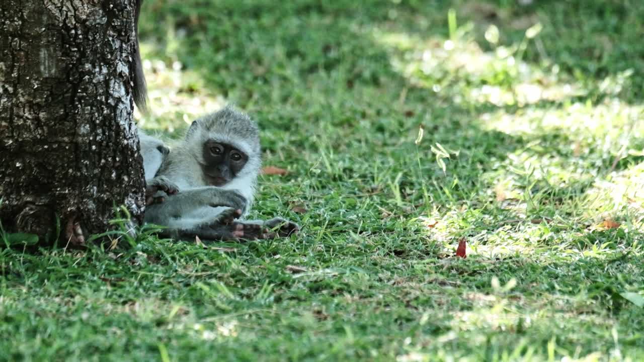 Baby Vervet Monkeys play under a tree on the grass