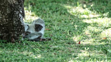 baby vervet monkeys play under a tree on the grass
