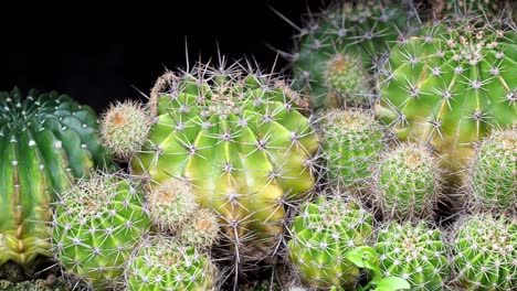 planta de cactus. pequeños cactus redondos. cactus verdes. muchos cactus en el suelo.