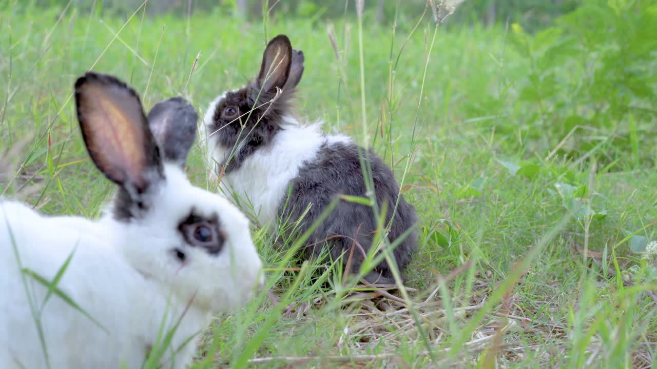 잔디에 함께 앉아있는 두 개의 털이 많은 아기 토끼. 건강하고 사랑스러운 털이있는 토끼, 색과 검은색, 건조한 잔디를 먹고 공원의 잔디에서 놀고 있습니다. 가족 부활절 토끼 개념.