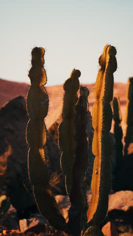 close-up of tall cactus in desert at sunset