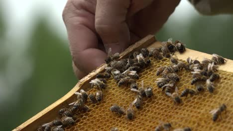 bees on bee cages