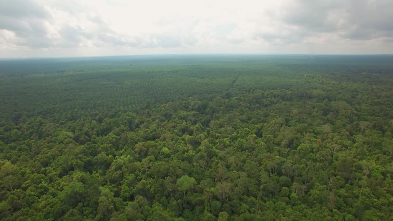Drone flight from original jungle or primary forest towards palm oil plantation on Kalimatan in Indonesia
