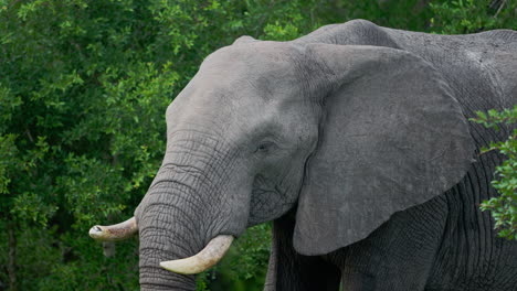 elephant in the wild