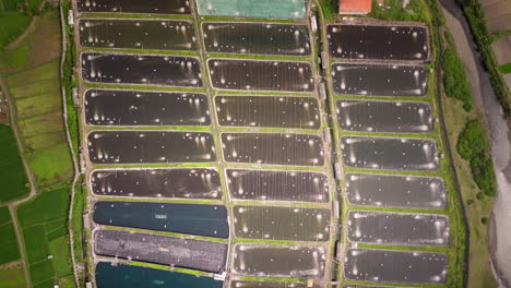 Descenso-De-Arriba-Hacia-Abajo-De-Drones-Sobre-Estanques-Aireados-De-Una-Granja-Camaronera,-Acuicultura-De-Bali