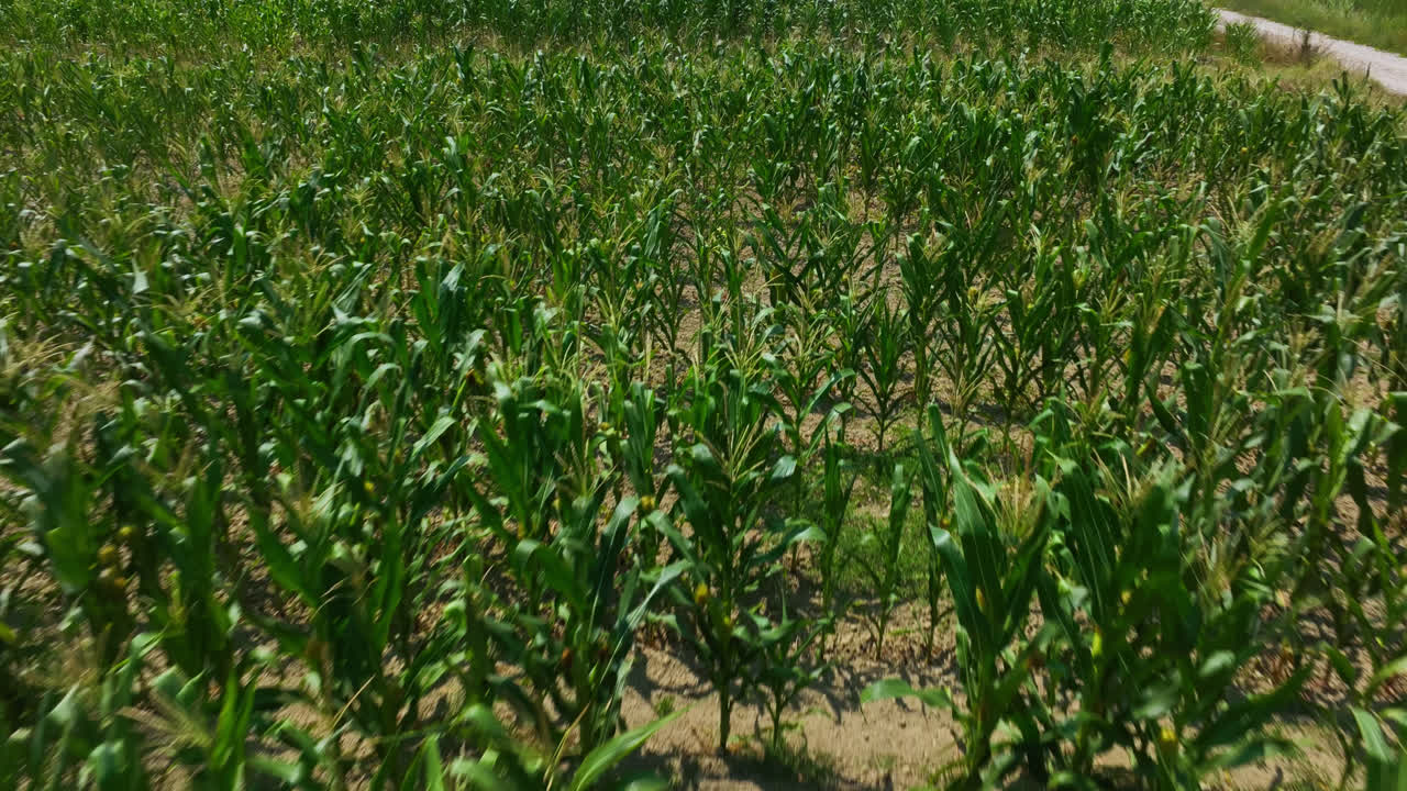 Expansive Green Corn Field Under Clear Sky