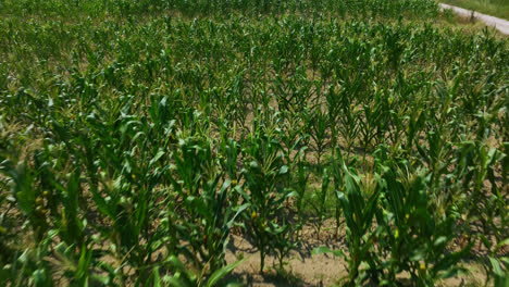 expansive green corn field under clear sky