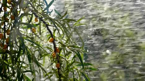 Sea Buckthorn Tree in the Rain