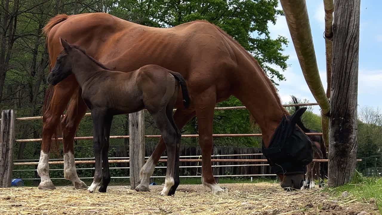 Sødt lille føl tæt på sin morhoppe på en ranch.