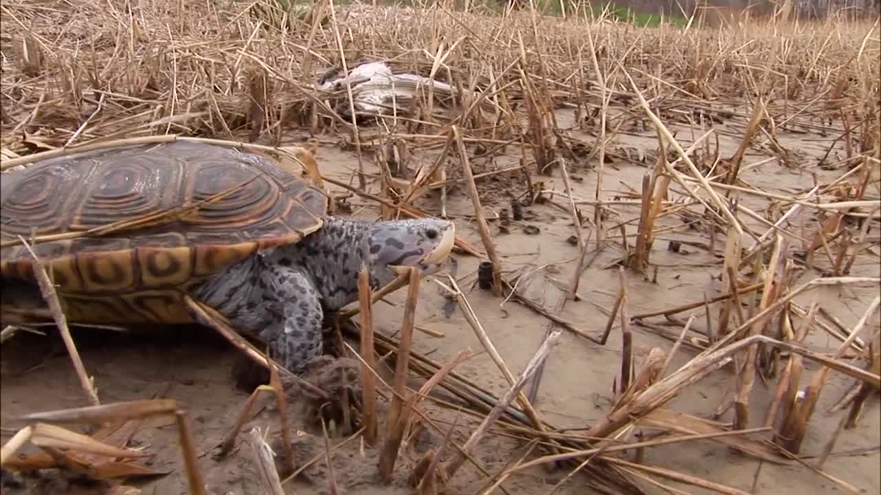 una tortuga se abre camino a través de un pantano fangoso o humedal