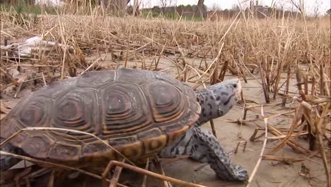 a turtle makes its way across a muddy marsh or wetland