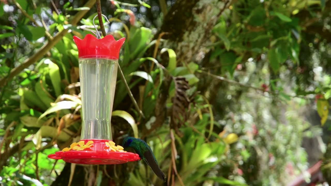 Splendida ripresa dettagliata di un colibrì verde e blu che beve da una mangiatoia, mostrando il rapido movimento della sua lingua su uno sfondo lussureggiante e sfocato.