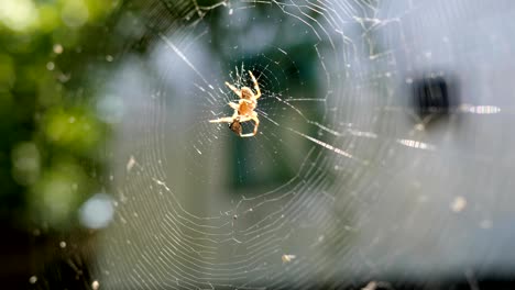 spider on web eating its prey in sunshine, arachnid catches insects in cobweb close-up, araneid waits for prey in center web