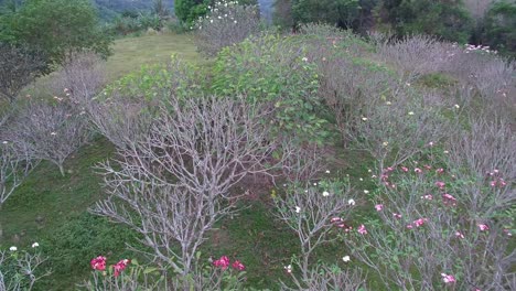 普魯梅里亞樹,頂部景觀