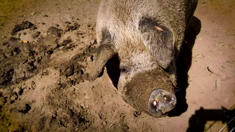 un cerdo grande en un corral viene a mi encuentro muy sucio con grandes orejas y boca