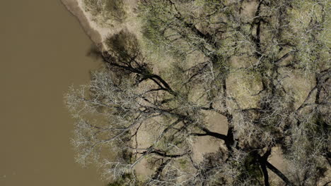 riverbanks of the rio grande river in albuquerque, new mexico - aerial top down bird's eye view