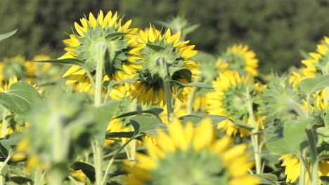 Rückansicht-Eines-Sonnenblumenfeldes,-Das-Sich-Langsam-Mit-Dem-Wind-Bewegt