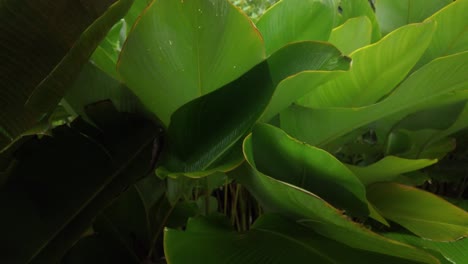 exotic vegetation humid plants leaves surface rainforest canopy nature up-close veins striation