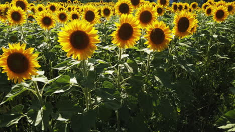 wide shot of a field of smiling sunflowers