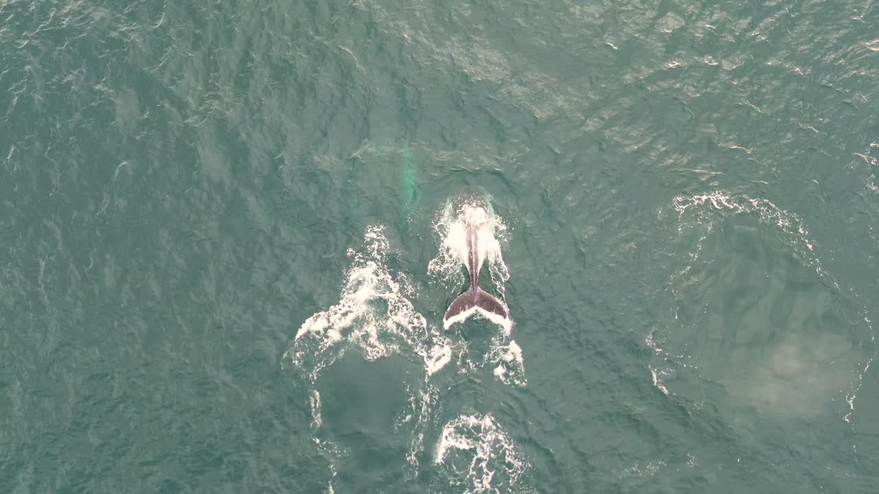 Aerial drone bird's-eye view of nature humpback whales breaching spray coastline Pacific Ocean Central Coast travel tourism NSW Australia 4K