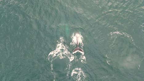 aerial drone bird's-eye view of nature humpback whales breaching spray coastline pacific ocean central coast travel tourism nsw australia 4k