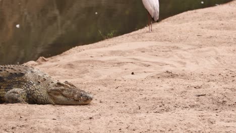 nile crocodile resting on riverbank in maasai mara national reserve, kenya