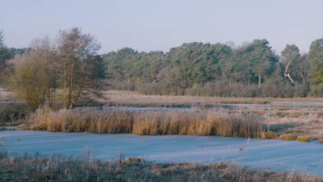 snow-covered field next to a lake in thetford, england