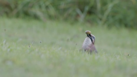 Eurasian-jay-picking-up-acorns-for-winter-and-swallows-them