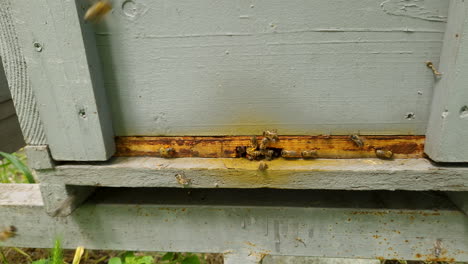 bees fly into hive entrance is bringing multicolored pollen