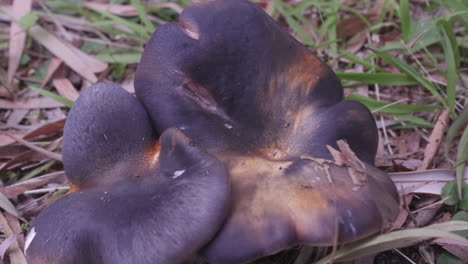 close-up-slider-shot-of-a-mushroom-growing-amongst-the-grass-and-dead-leaves