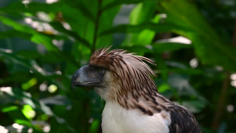 the philippine eagle also known as the monkey-eating eagle is critically endangered and can live for sixty years feeding on monkeys, flying lemurs, and small mammals as an opportunist bird of prey