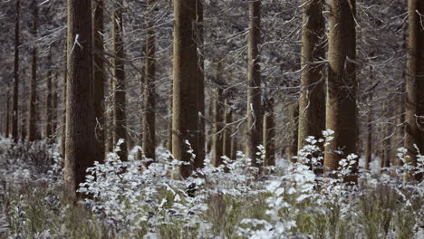 landscape snow trees dense forest in winter