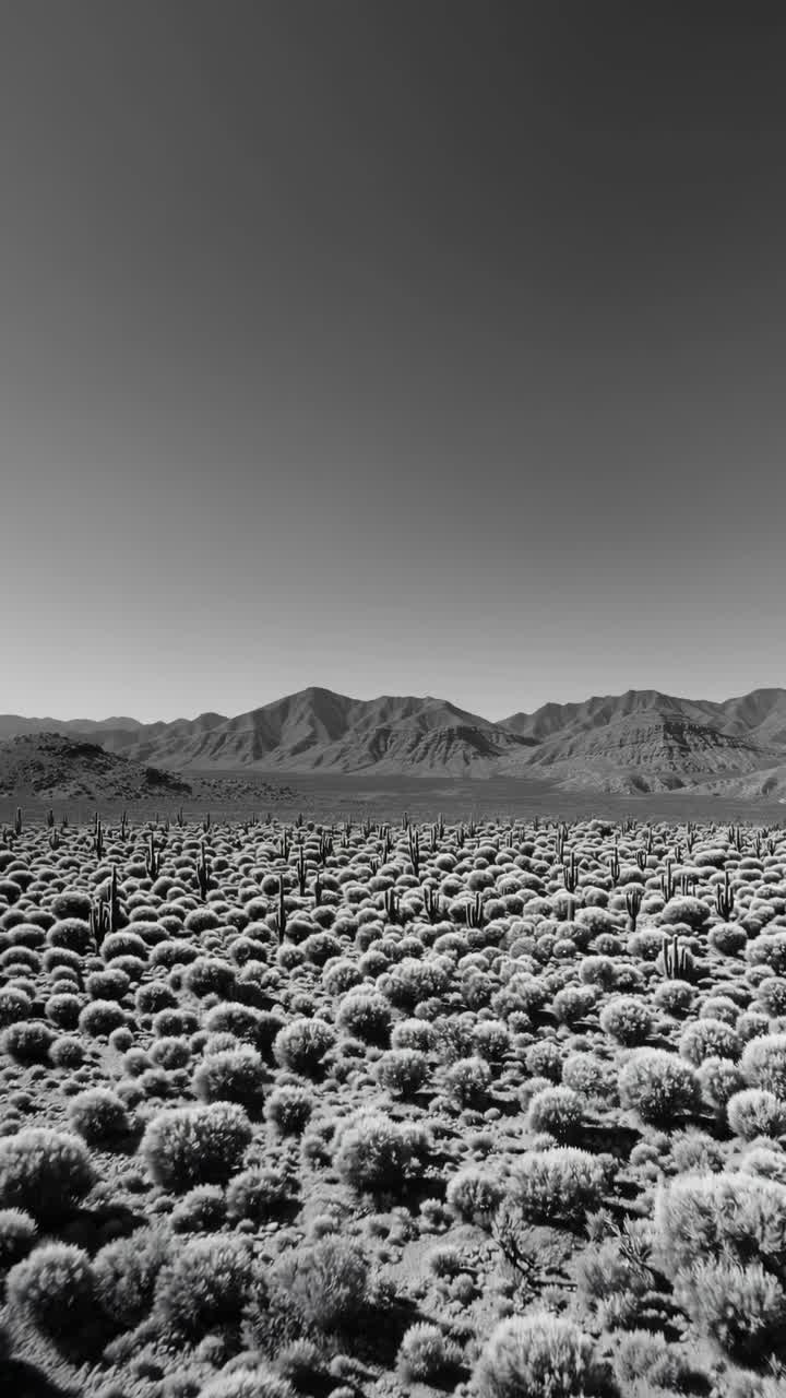 Aerial video shot of a vast desert landscape with cacti and shrubs, captured in black and white